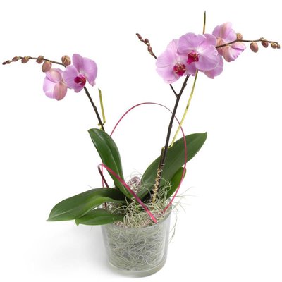 Cukierkowa Orchidea