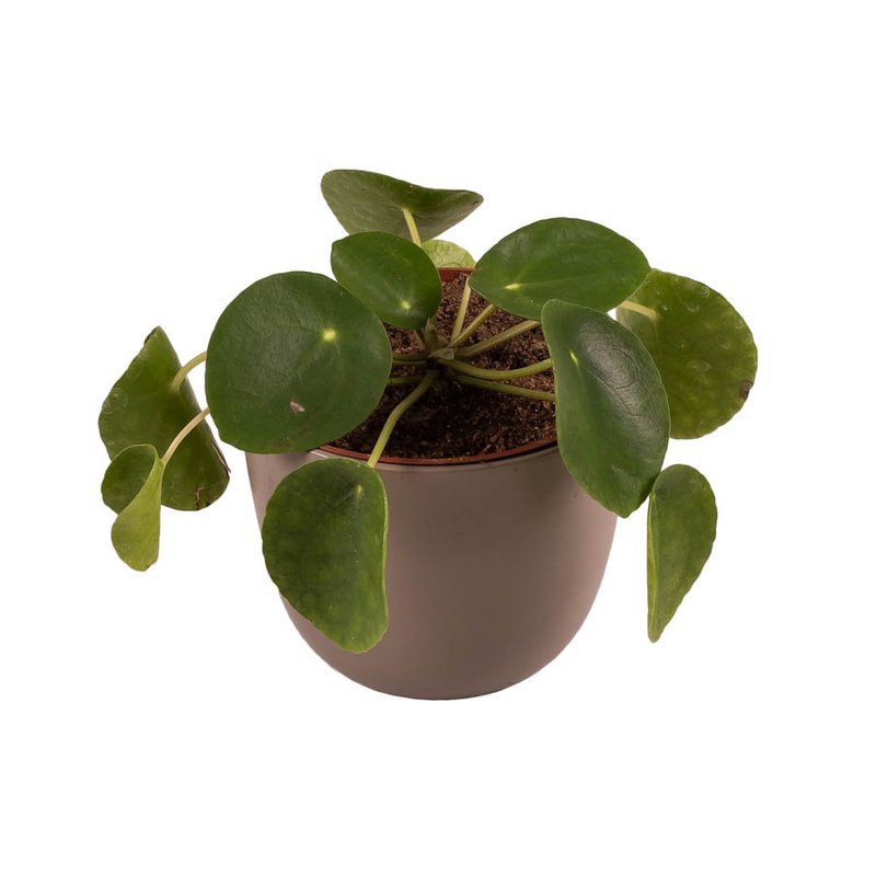 Pilea